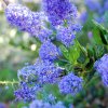 Ceanothus cyaneus
